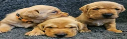 Labrador Retriever dogs for sale: Red Fox Labs : Health Checked-KC Reg-FTCH Pedigree - Advert 2