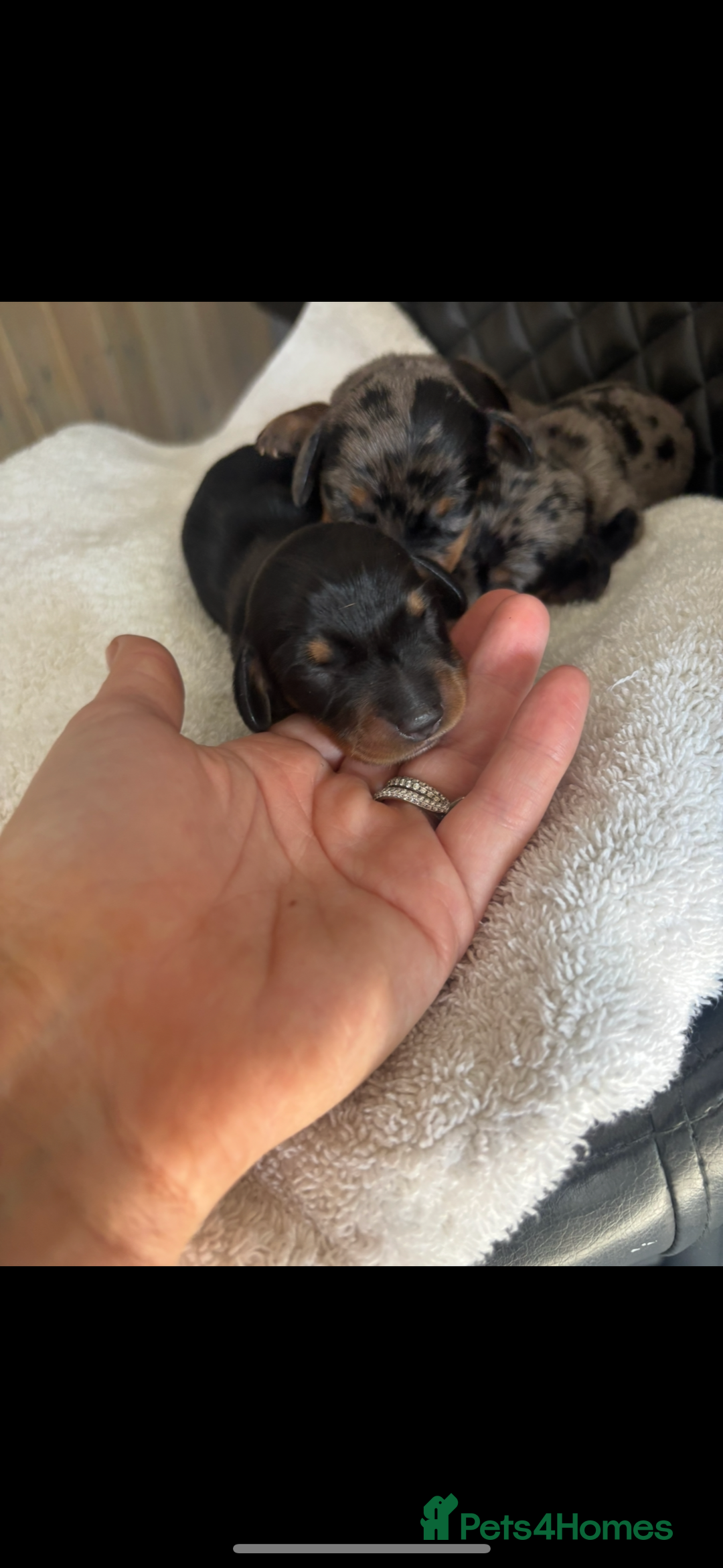 Miniature Dachshund dogs for sale: Beautiful kc registered miniature dachshunds  - Image 2