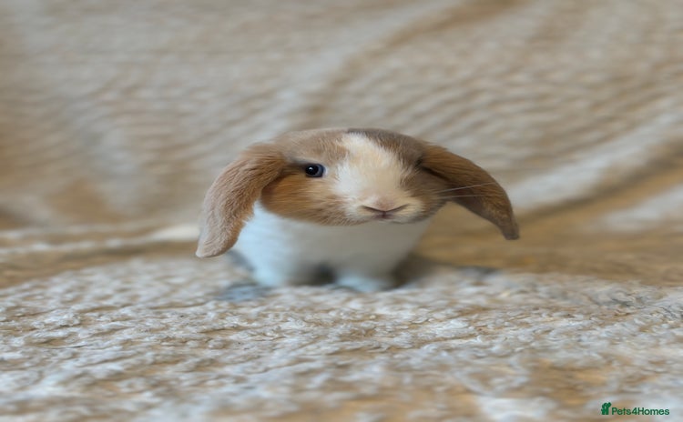 Mini Lop rabbits - Advert 3