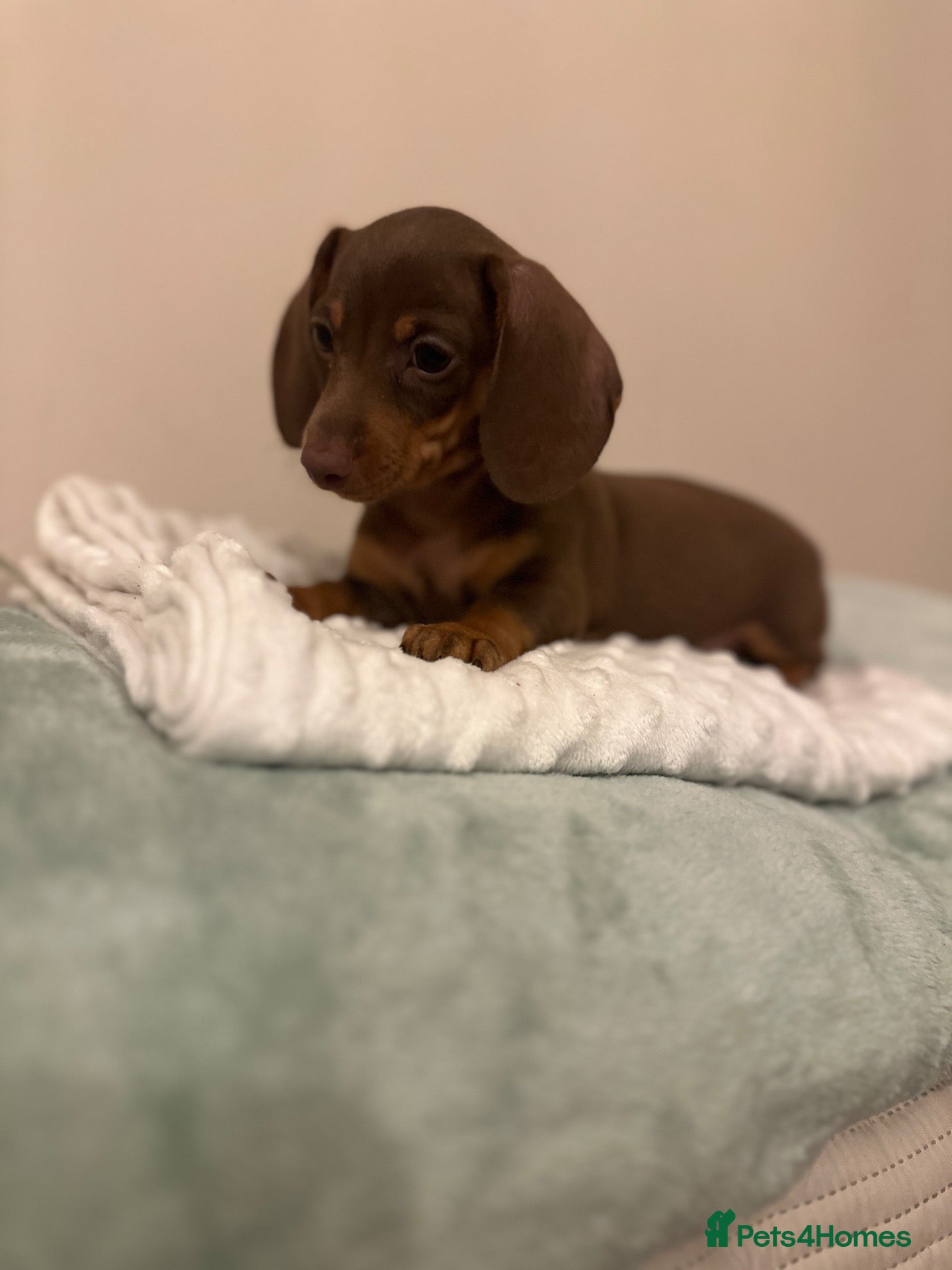 Miniature Dachshund dogs 🐾ready now exceptional KC reg PRA clear 🐾 - Advert 2