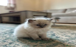 Ragdoll cats for sale: Exceptional Quality Ragdoll Kittens  - Image 17