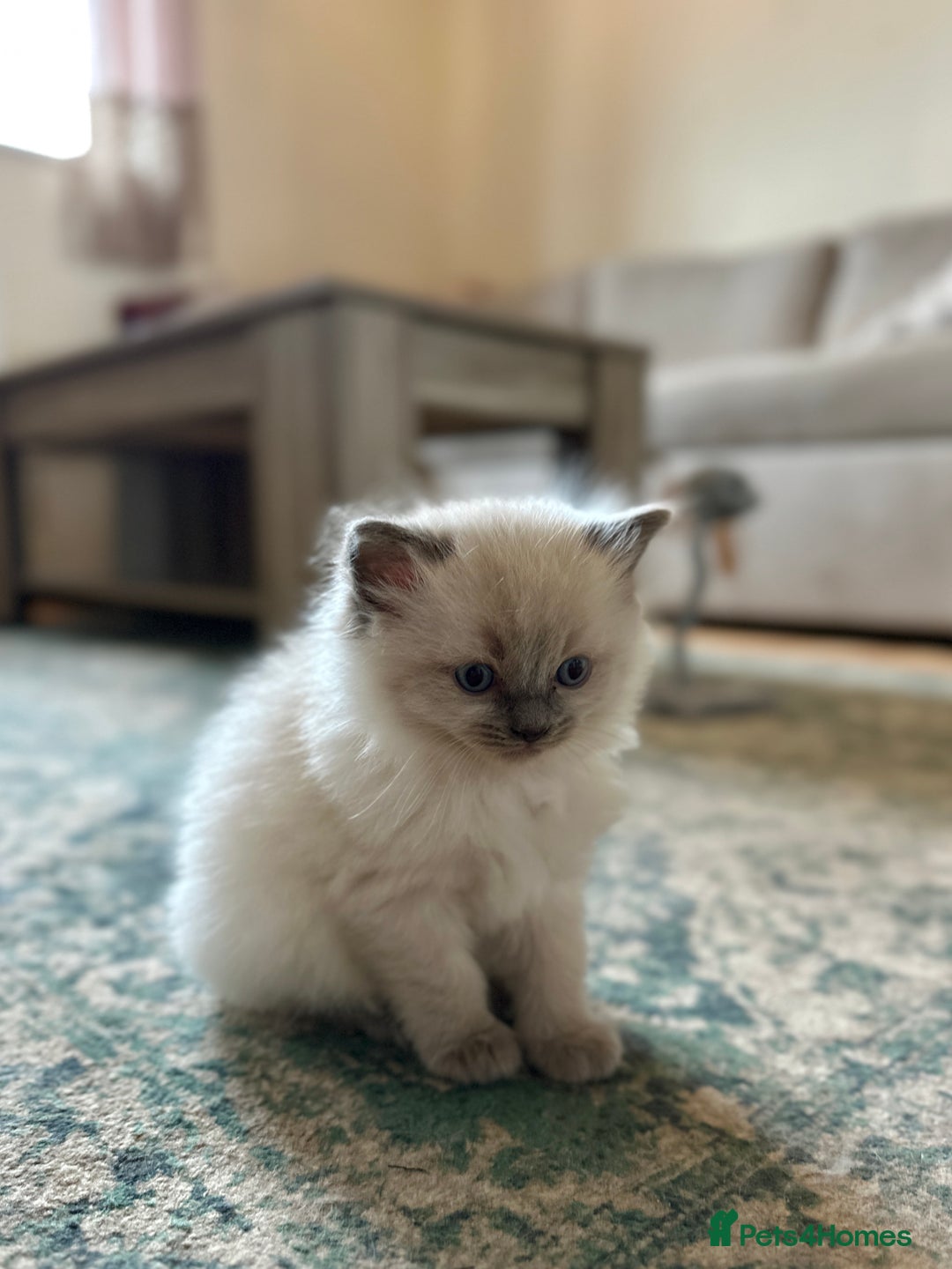 Ragdoll cats for sale: Exceptional Quality Ragdoll Kittens  - Image 17