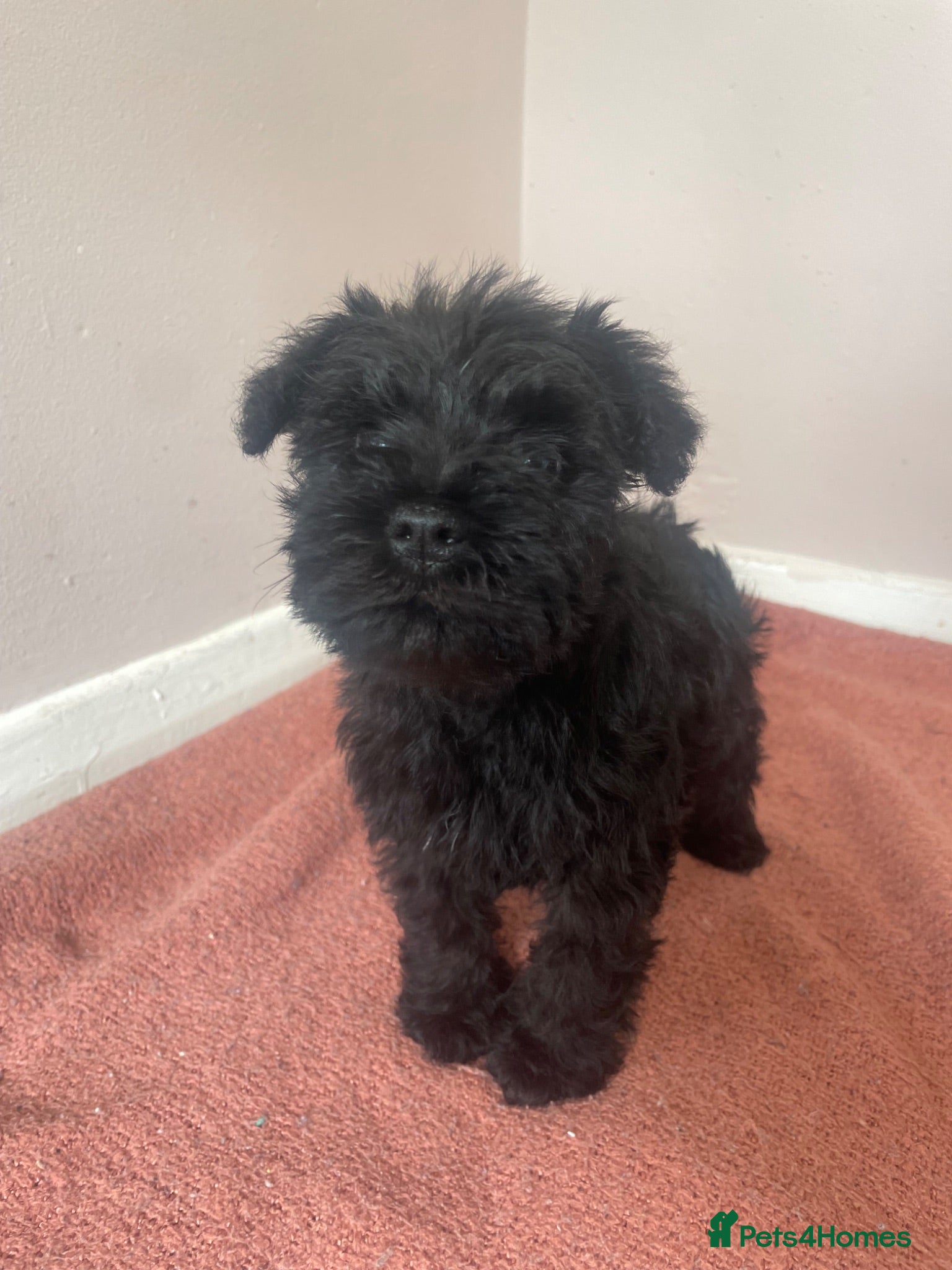 Miniature Schnauzer dogs KC registered miniature schnauzer puppies - Advert 1
