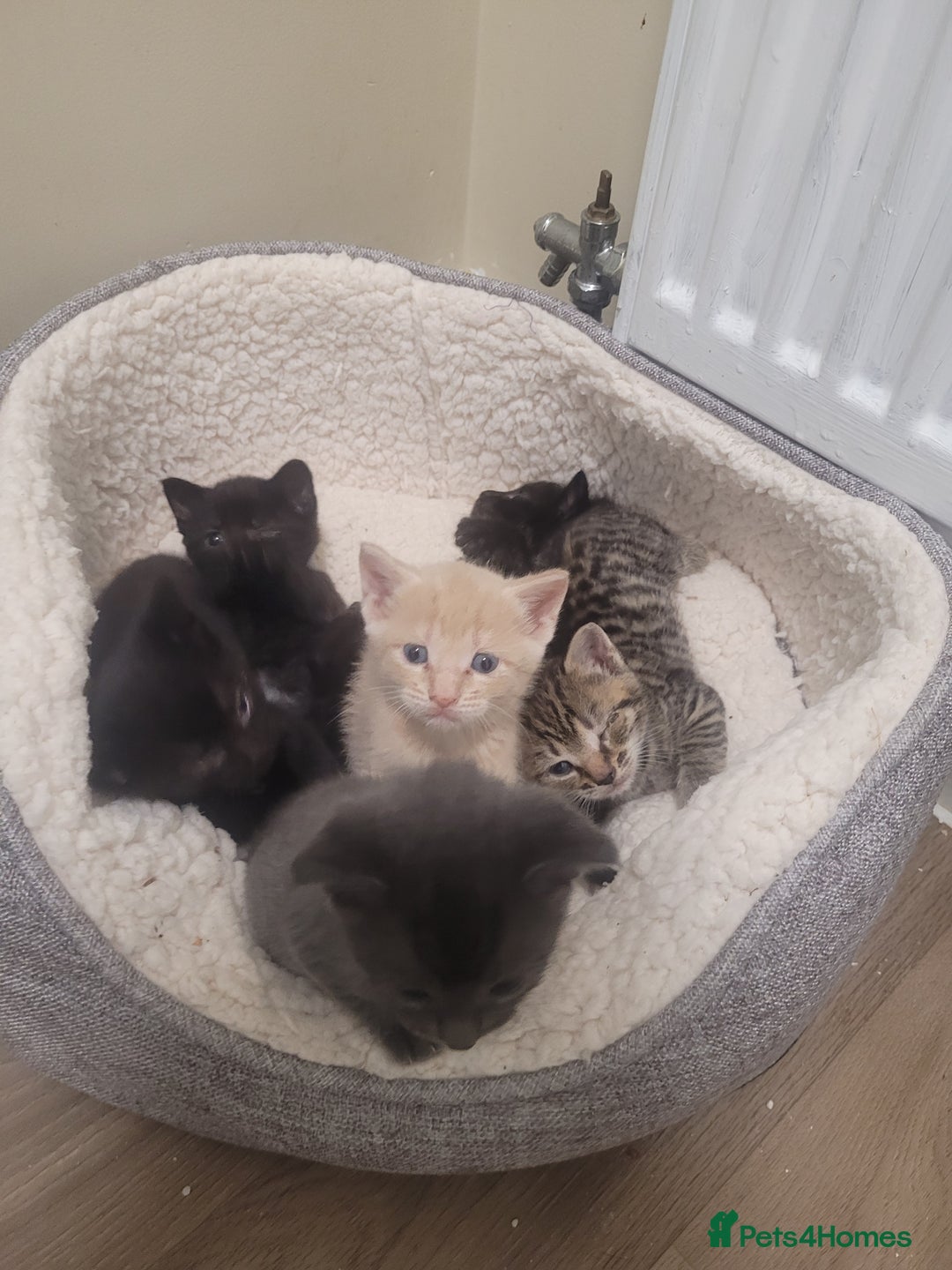 Mixed Breed cats for sale: Stunning kittens - Image 5