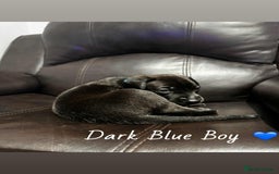 Mixed Breed dogs for sale: Doberman X XL Bully  - Image 27