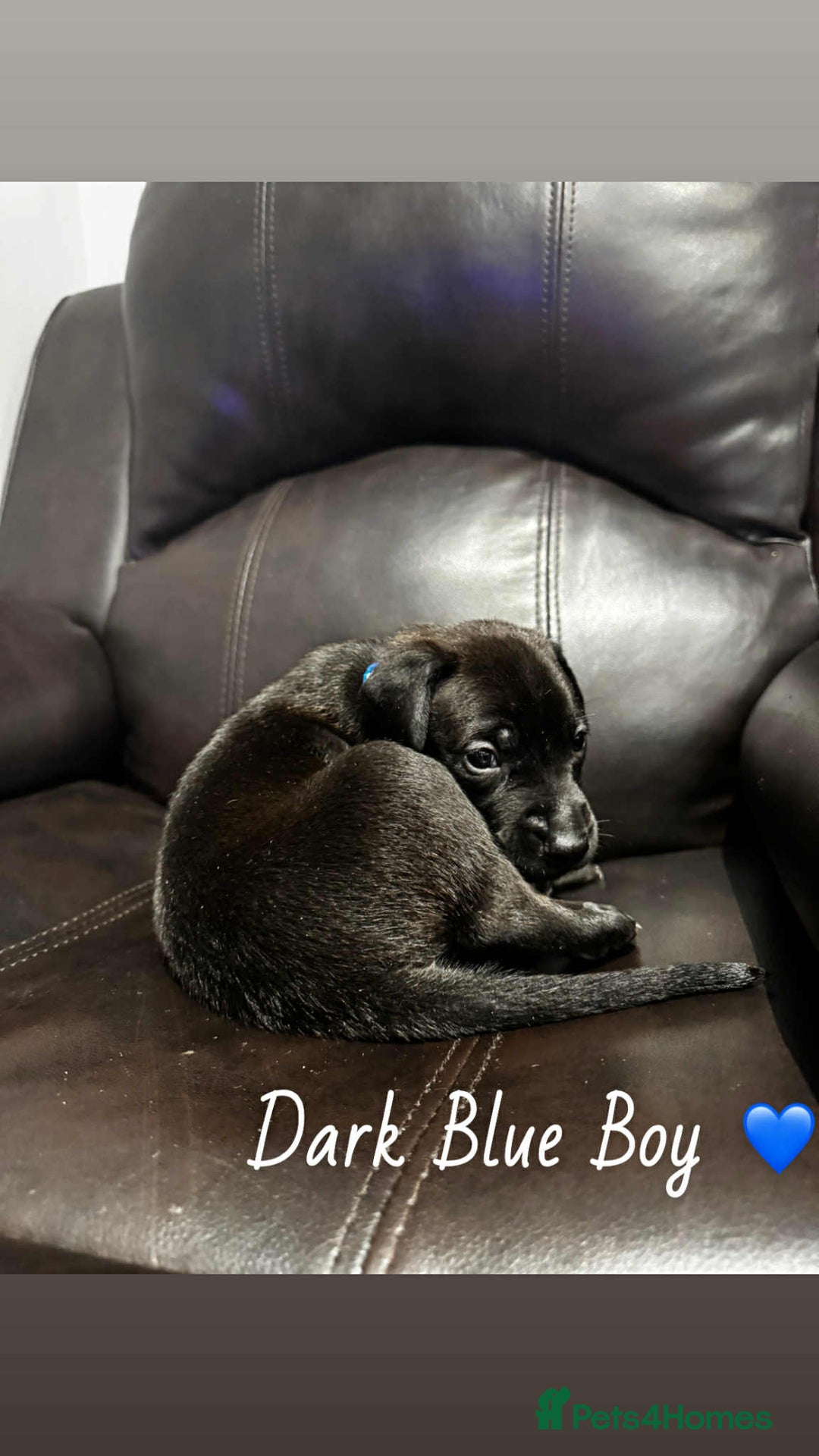 Mixed Breed dogs for sale: Doberman X XL Bully  - Image 27