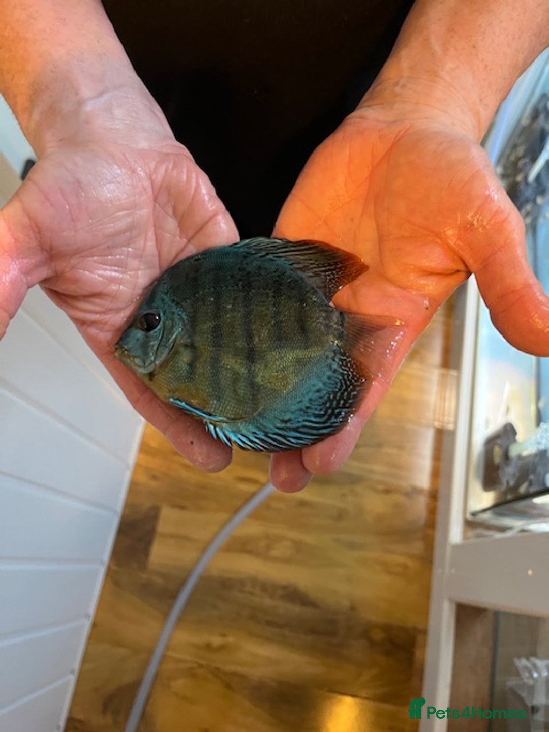 Discus fish for sale: HIGH QUALITY DISCUS £40 EACH  - Advert 5