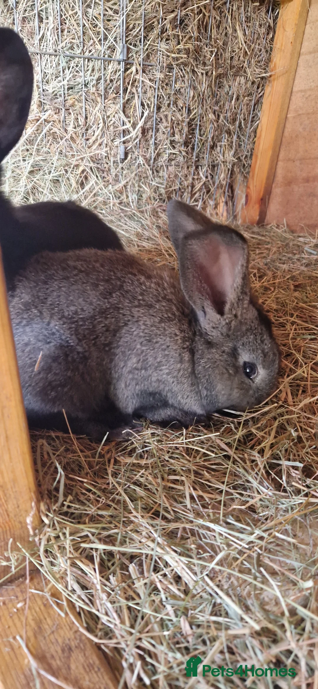 Continental Giant rabbits for sale: Continental Giant rabbits in Mansfield - Advert 13