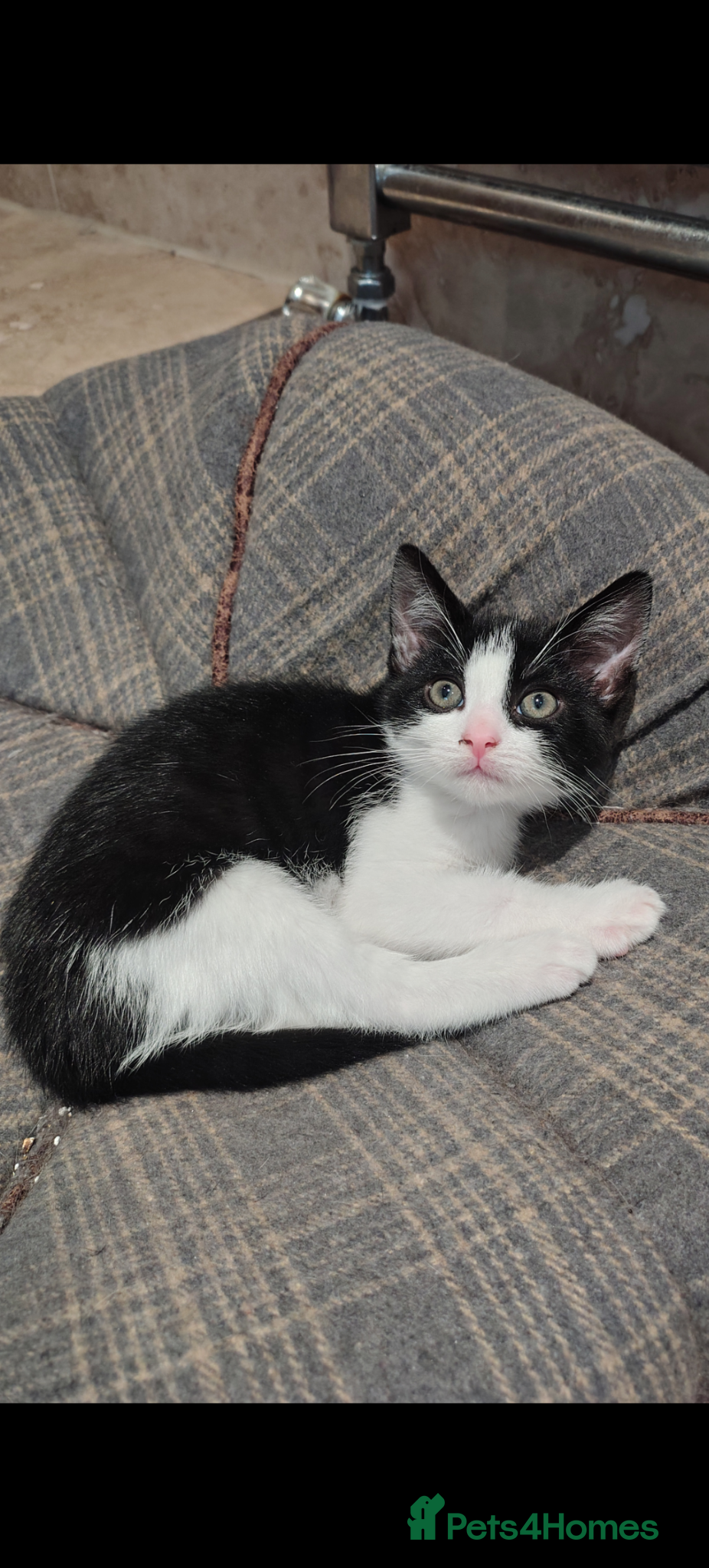 Mixed Breed cats for sale: 8 week old kitten looking for forever home - Advert 1
