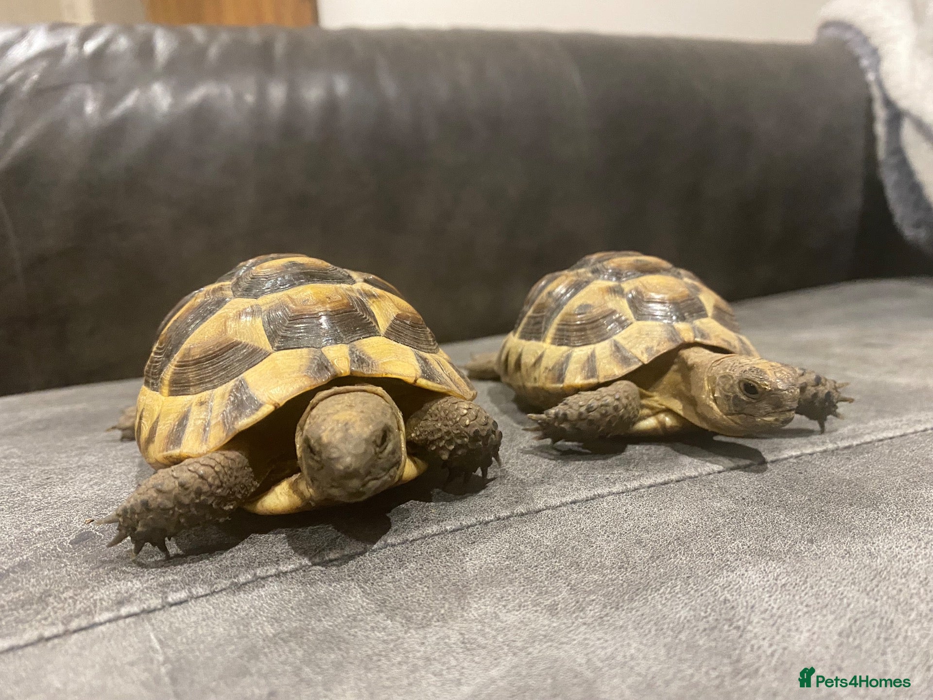 Tortoise reptiles Turkish spur-thighed tortoises - Advert 2