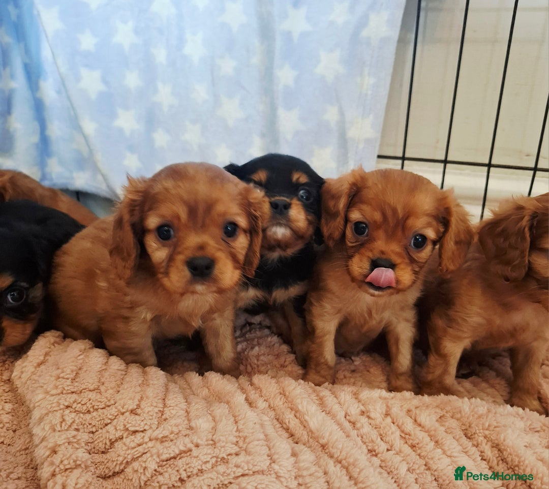 Cavalier King Charles Spaniel dogs for sale: Kc reg health tested parents 🩷💙 - Image 6