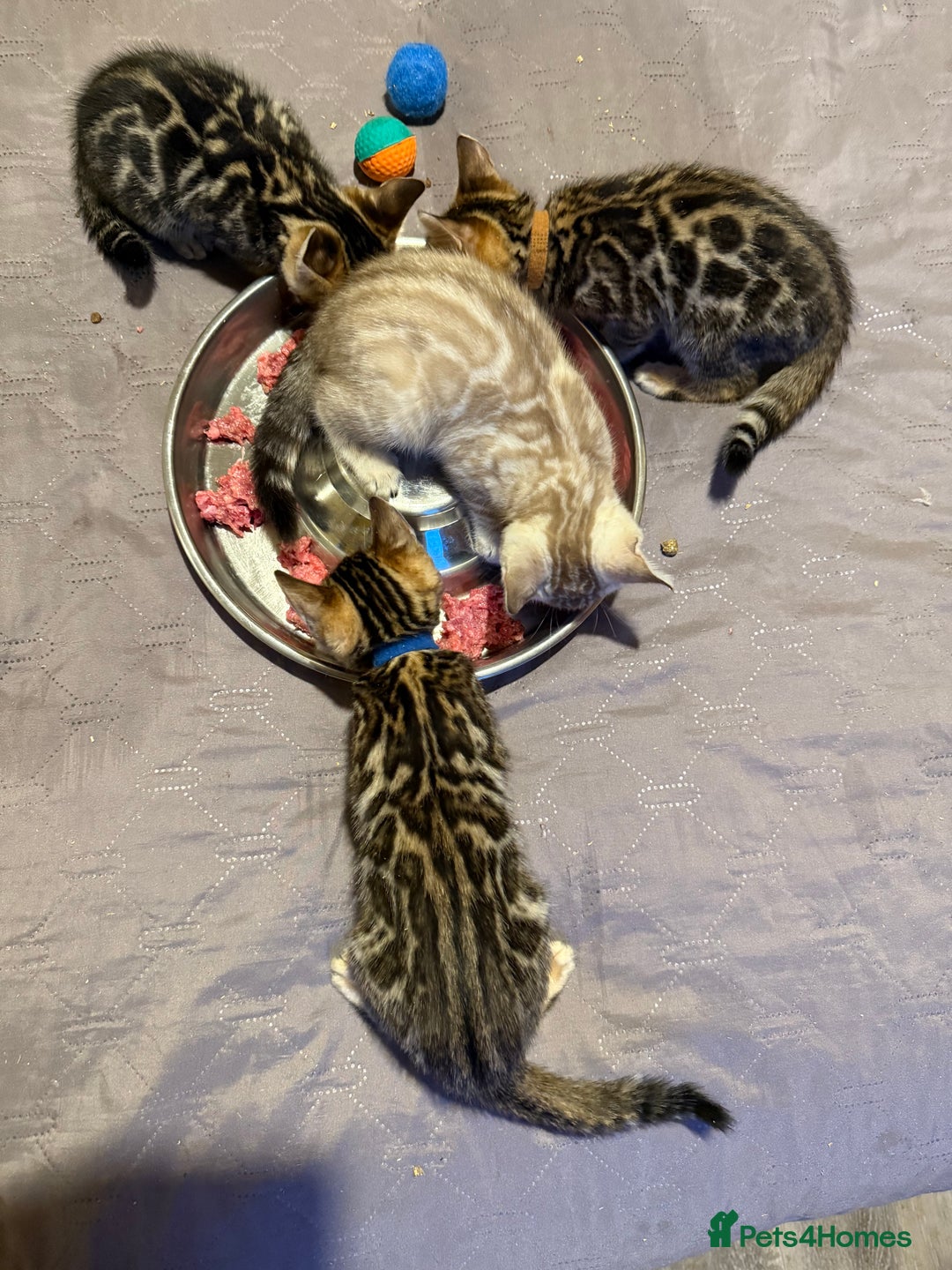 Bengal cats for sale: Pedigree TICA reg 🐾 Bengal Kittens 🐱  - Advert 16