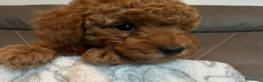 Toy Poodle Puppy 1