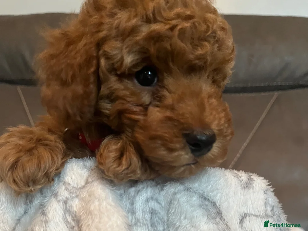 Toy Poodle dogs for sale: Toy poodle puppies  - Advert 26