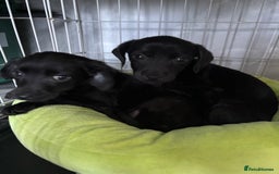 Patterjack dogs for sale: 4 lovely patterjacks  - Image 24