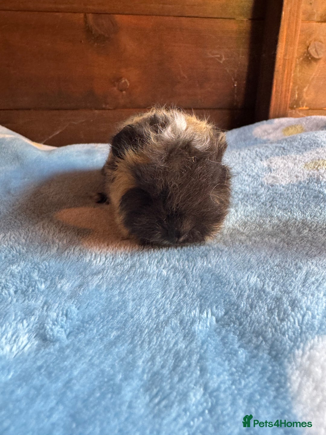 Guinea Pig rodents for sale: Swiss male baby guinea pigs  - Image 2