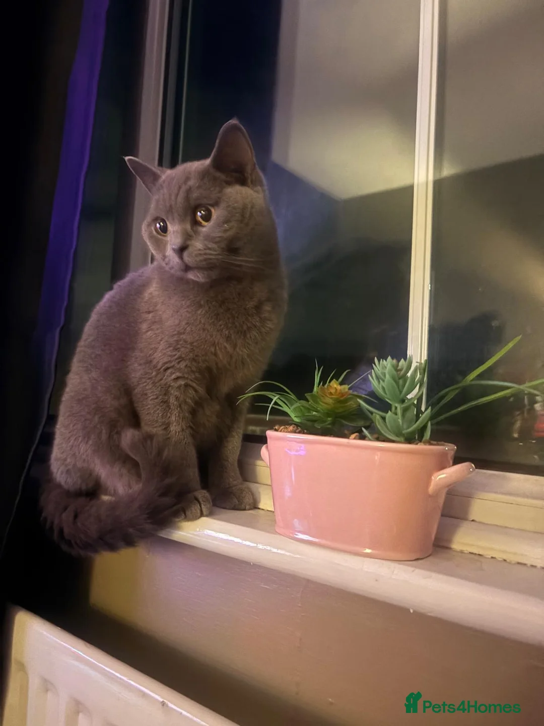 British Shorthair cats for sale: Loving home for British shorthair bby - Advert 5