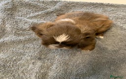Shih Tzu dogs for sale: Shih Tzu puppies ready 27 th August  - Image 9