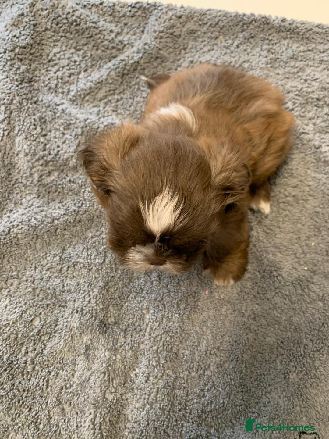 Shih Tzu dogs for sale: Shih Tzu puppies ready 27 th August  - Image 9