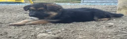 German Shepherd dogs for sale: Long haired German shepherd puppies  - Advert 7
