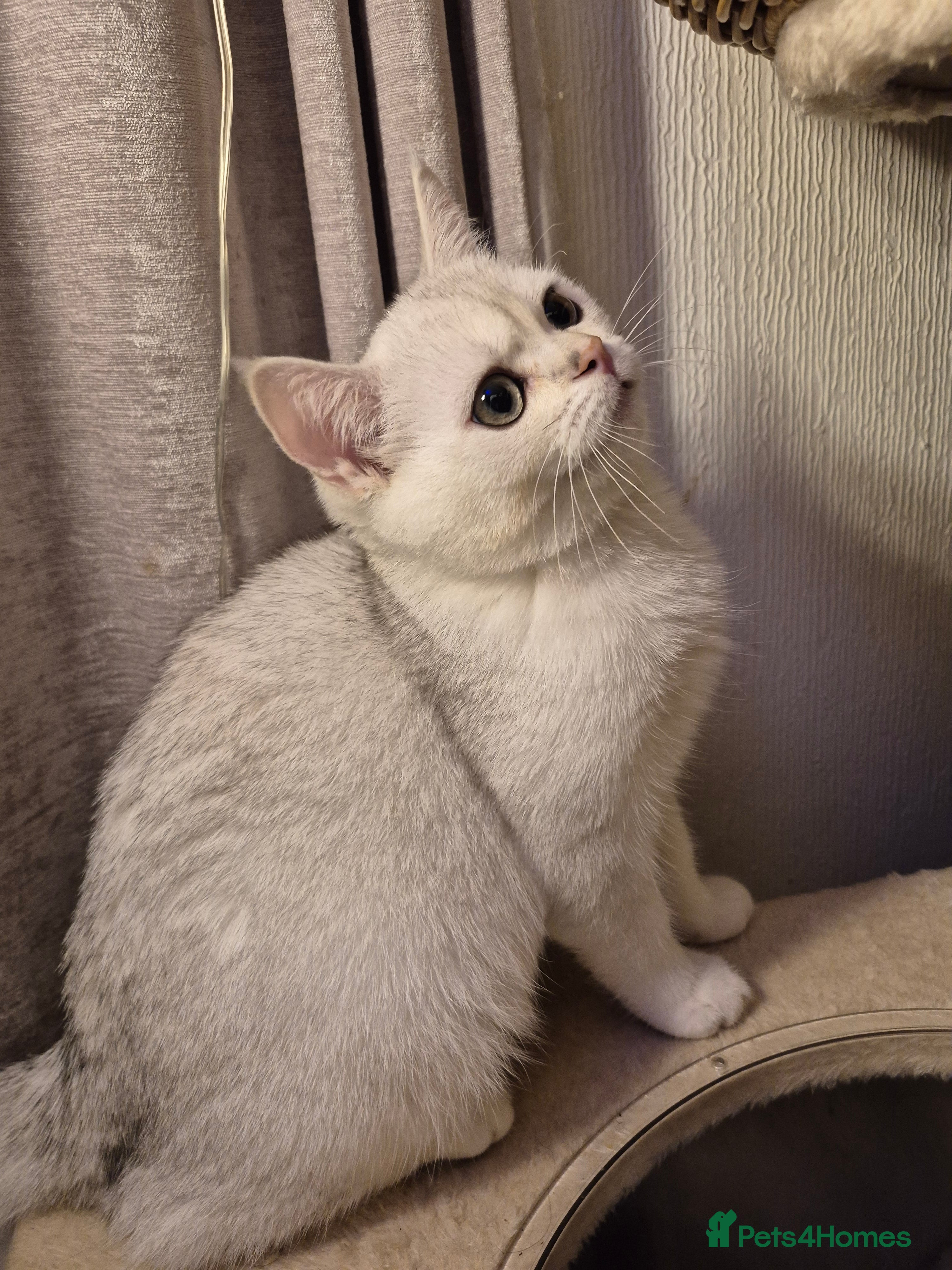 British Shorthair cats Lovely boys left British silver shorthair - Advert 15