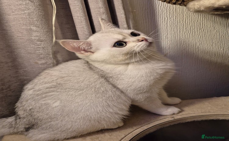 British Shorthair cats 2 lovely boys left British silver shorthair - Advert 3