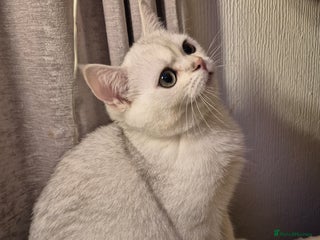 British Shorthair cats 2 lovely boys left British silver shorthair - Advert 6