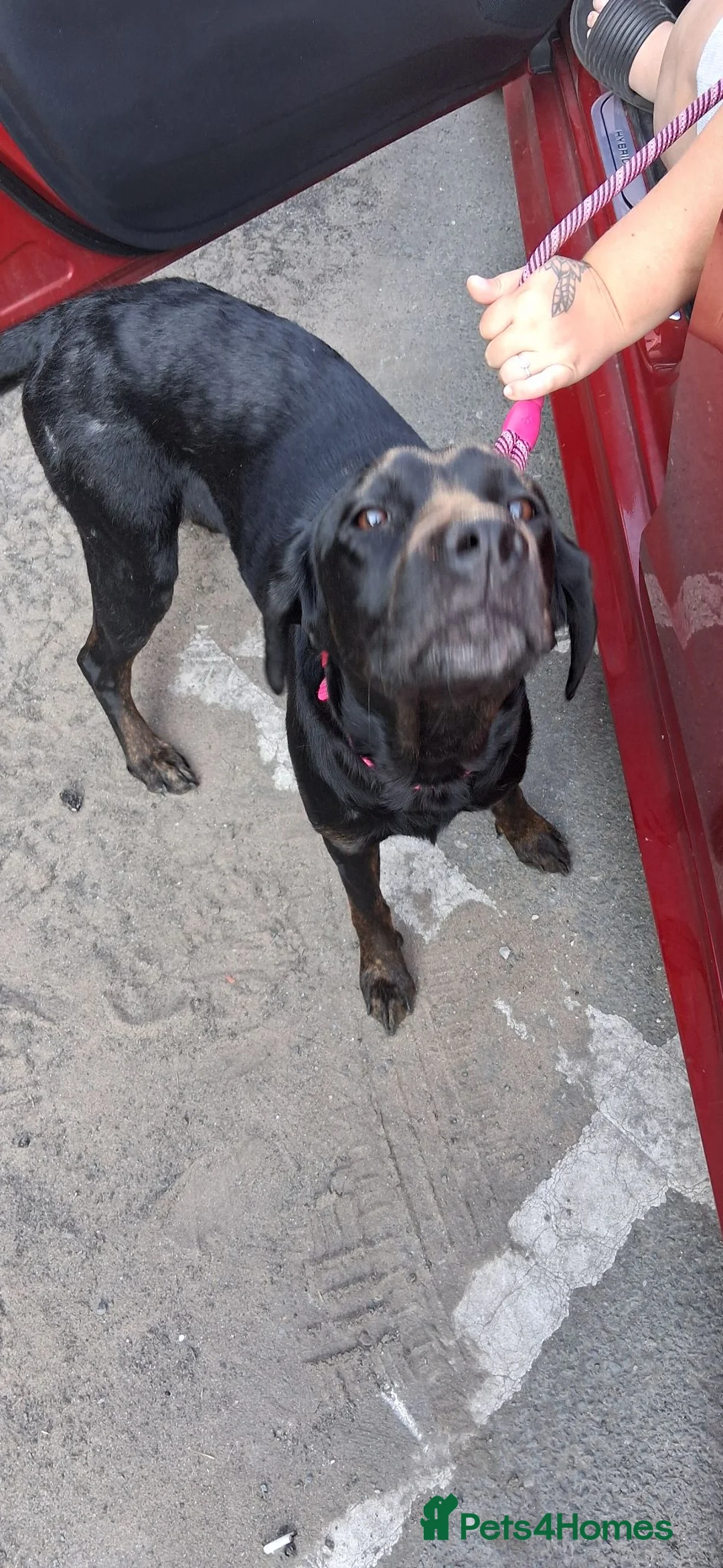 Labrador Retriever dogs for sale: Black labourer  - Advert 2