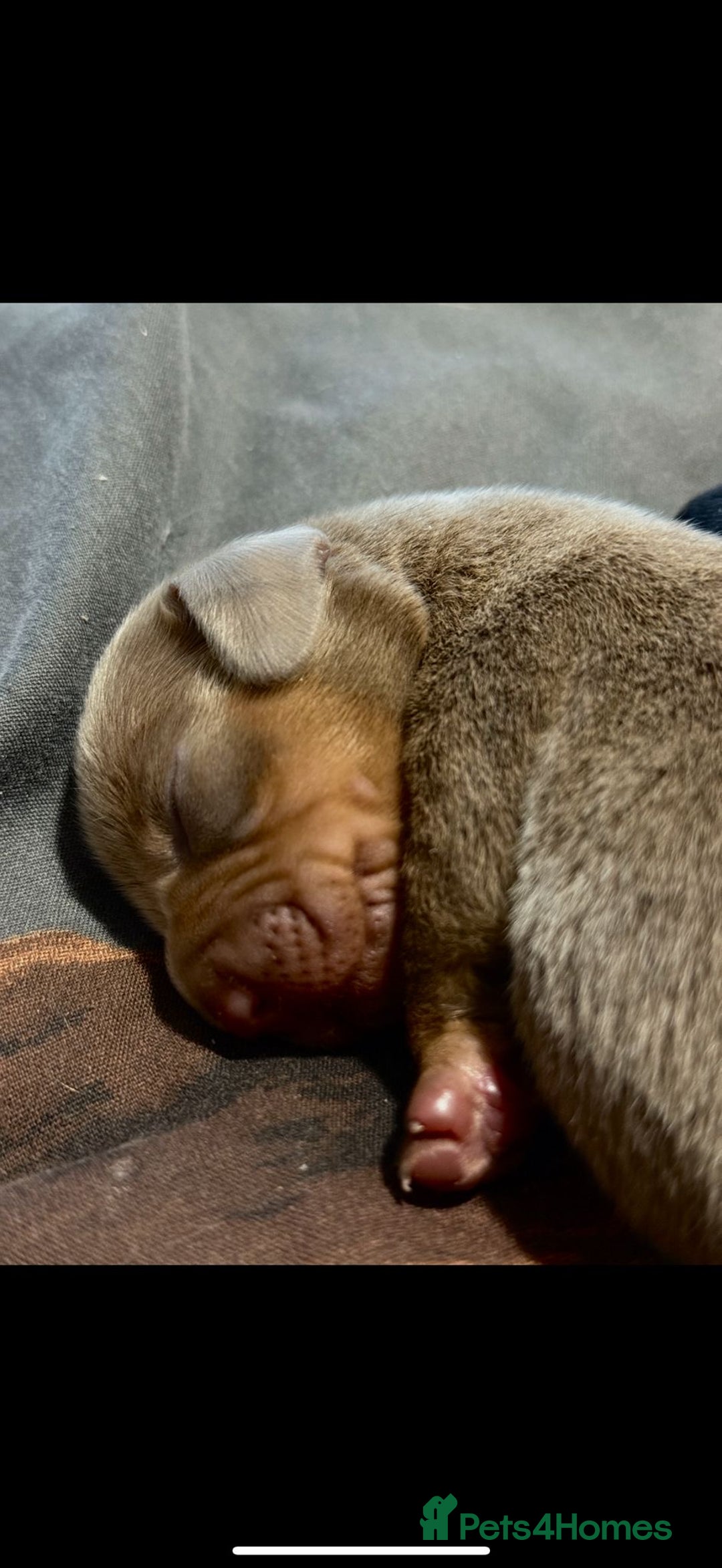 Dachshund dogs for sale: 7 Beautiful dachshund puppies  - Advert 15