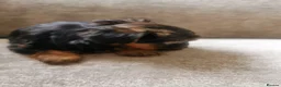 Yorkshire Terrier dogs for sale: for sale  - Advert 3