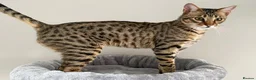 Savannah cats for sale: Sittingpretty Squealer F5 SBT Savannah female - Advert 13