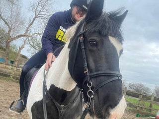 Irish Cob horses Happy Hacker for sale - Advert 1