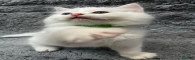 Light Green Collar