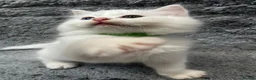 Turkish Angora cats for sale: Turkish Angora Long-hair kittens - Advert 16