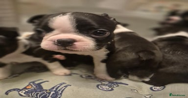 Boston Terrier dogs - Advert 8