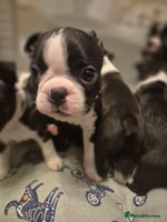 Boston Terrier dogs - Advert 5