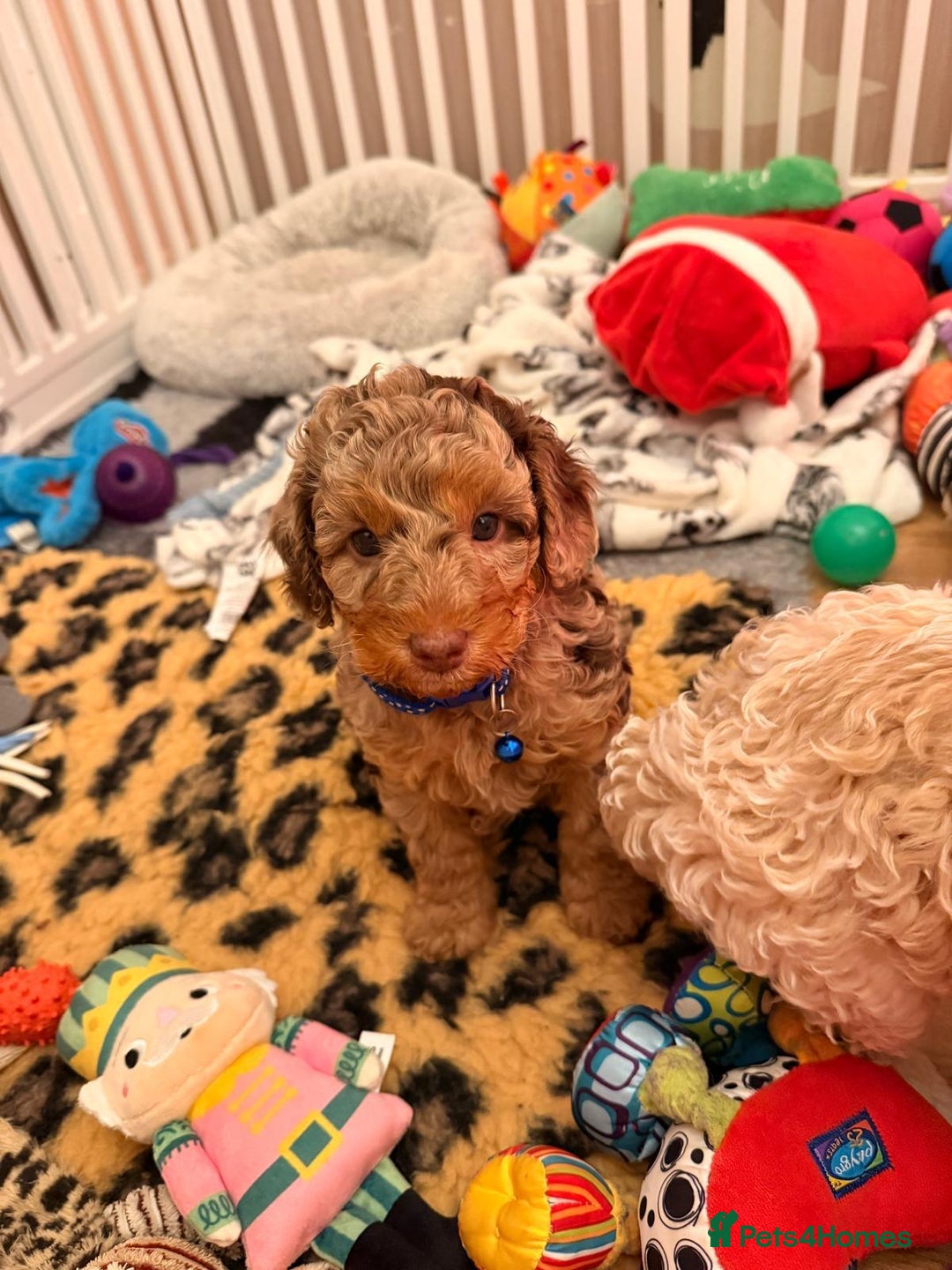 Cavapoo dogs for sale: 2 Male 2 Female unique colours Cavapoo’s - Advert 14