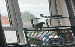 Ringnecks birds for sale: Ringo the Indian ringneck  - Image 3