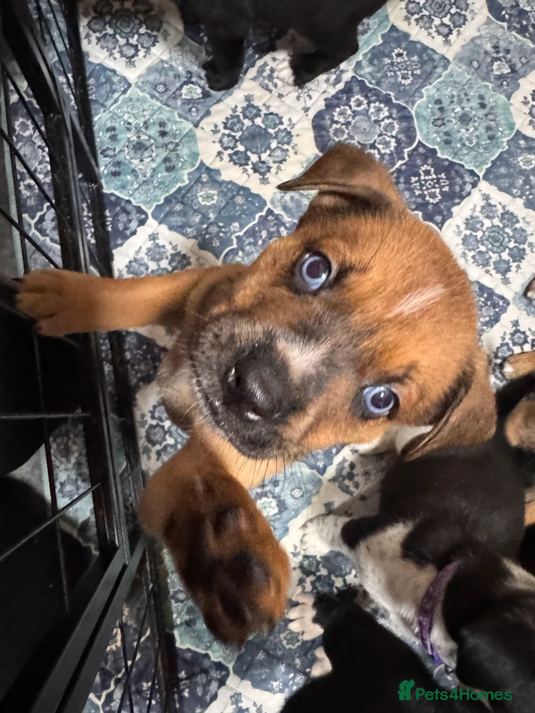 Mixed Breed dogs for sale: RARE BLUE EYE Sholly  ** tiff x Husky  - Advert 28