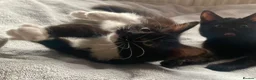 Ragdoll cats for sale: Ragdoll x kittens - Advert 13