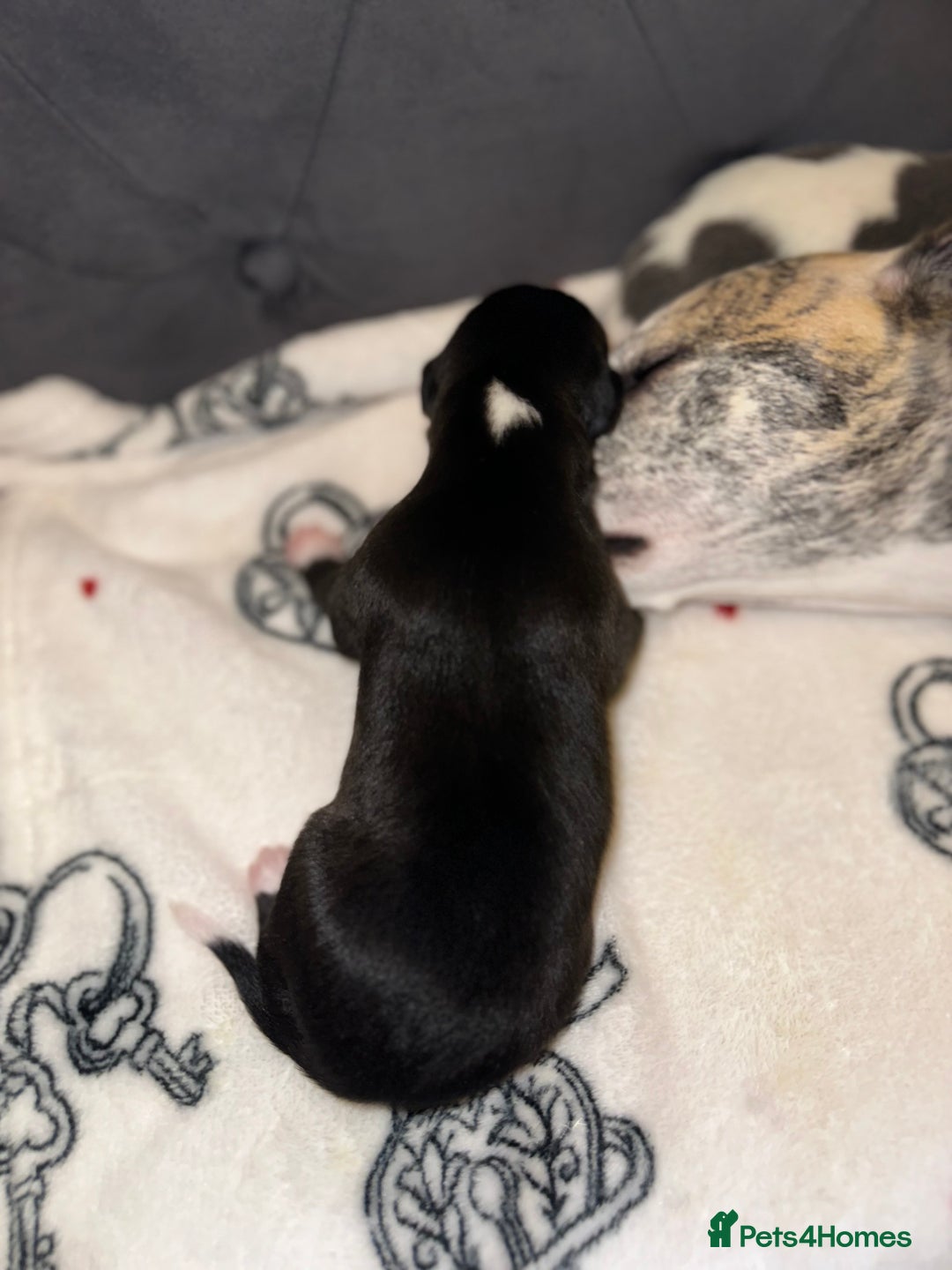Whippet dogs for sale: KC Registered Whippet Puppies - Advert 18