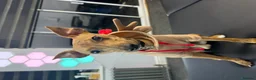 Mixed Breed dogs for sale: 1 year old for sale in Braintree - Advert 2