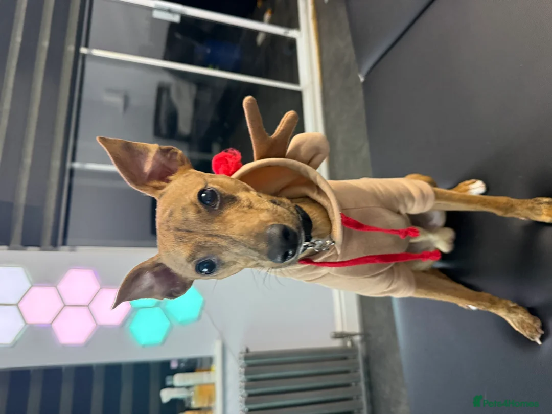 Mixed Breed dogs for sale: 1 year old for sale in Braintree - Advert 2