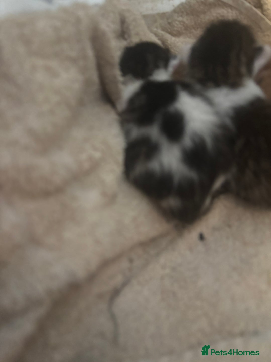 British Longhair cats for sale: mixed litter  - Advert 3