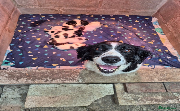 English Springer Spaniel dogs - Advert 7