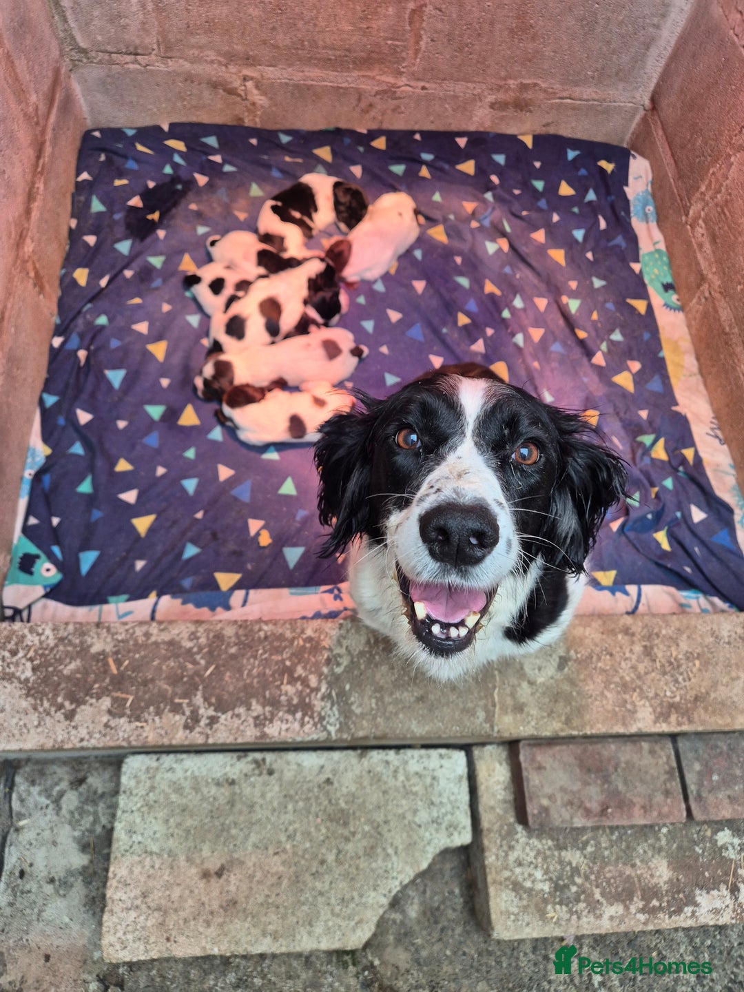 English Springer Spaniel dogs for sale: English Springer Spaniel Pups - Image 1