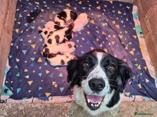 English Springer Spaniel dogs - Advert 6