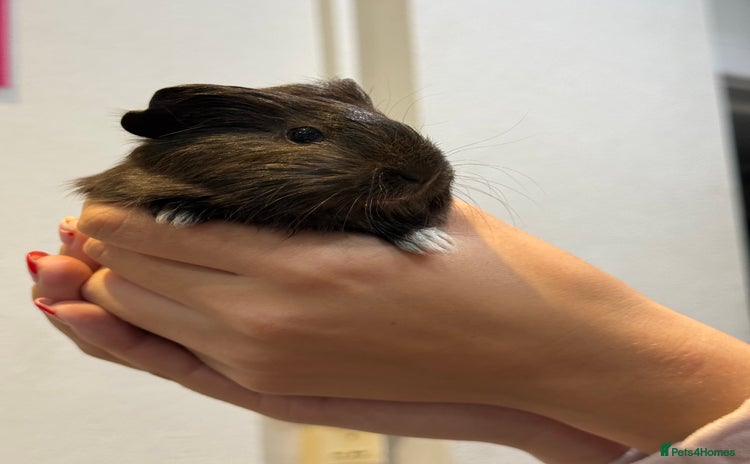 Guinea Pig rodents - Advert 11