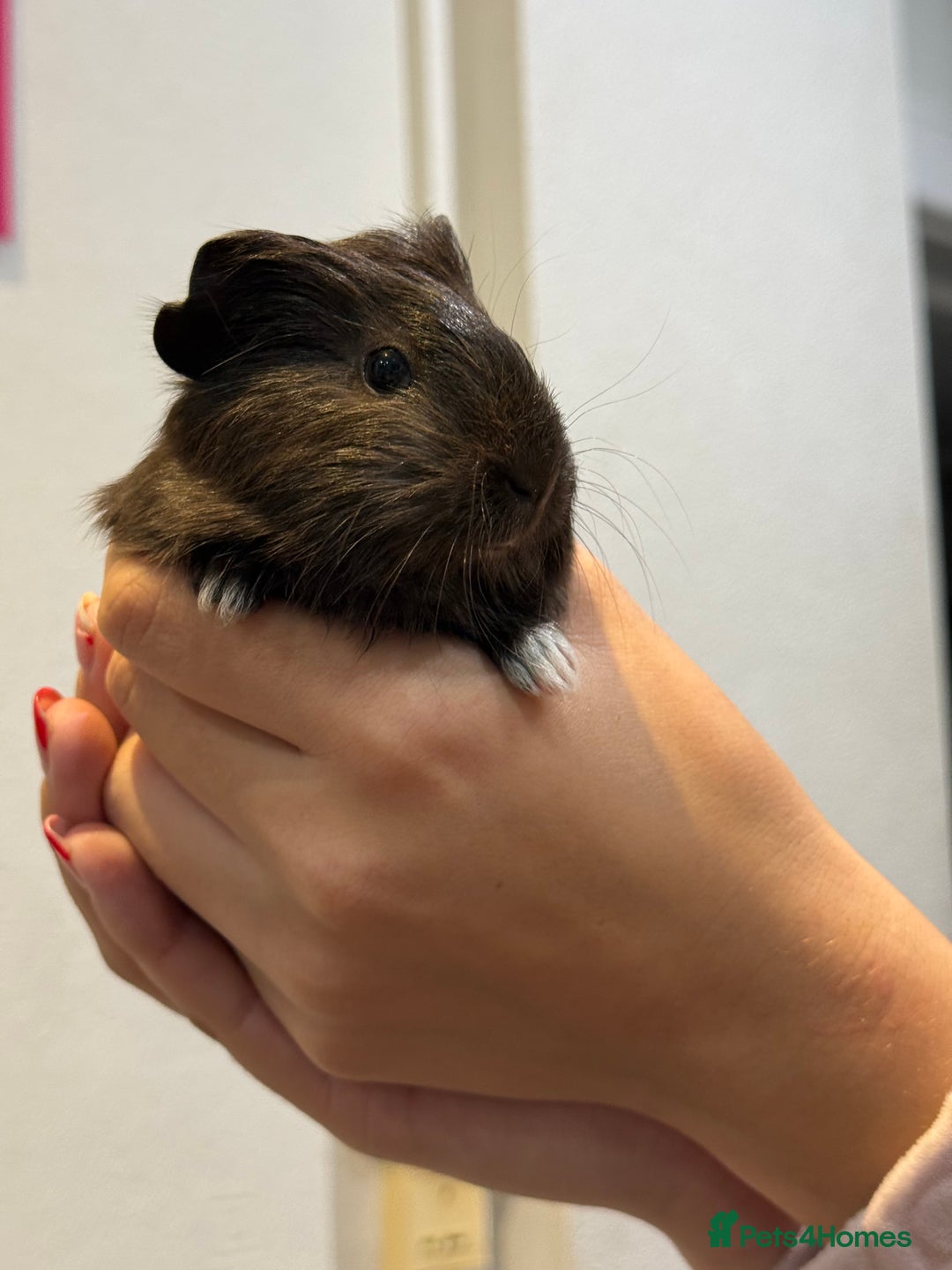 Guinea Pig rodents for sale: Baby guinea pigs for sale - Image 9