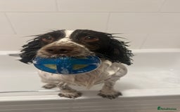 Cocker Spaniel dogs for sale: White and liver cocker spaniel  - Advert 2